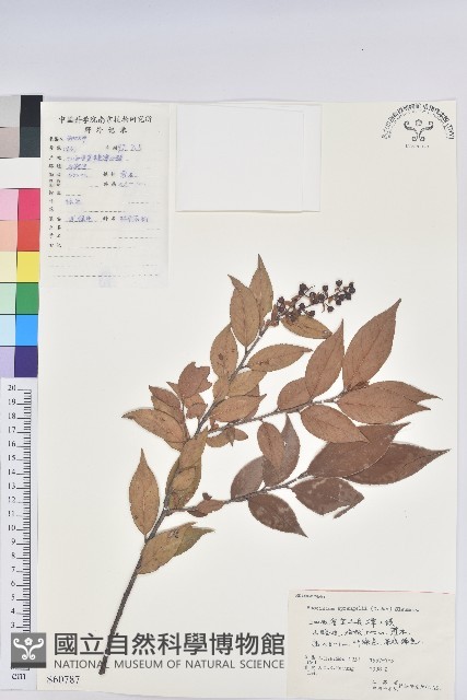 米飯花藏品圖，第1張