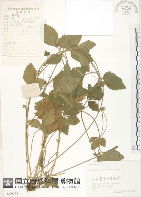 蛇莓、地莓、龍吐珠藏品圖，第1張