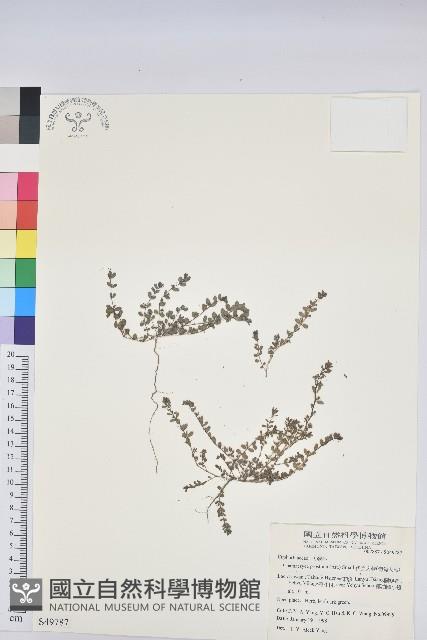 伏生大戟藏品圖，第1張