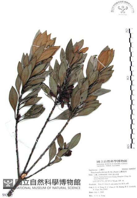 山欖、樹青藏品圖，第1張