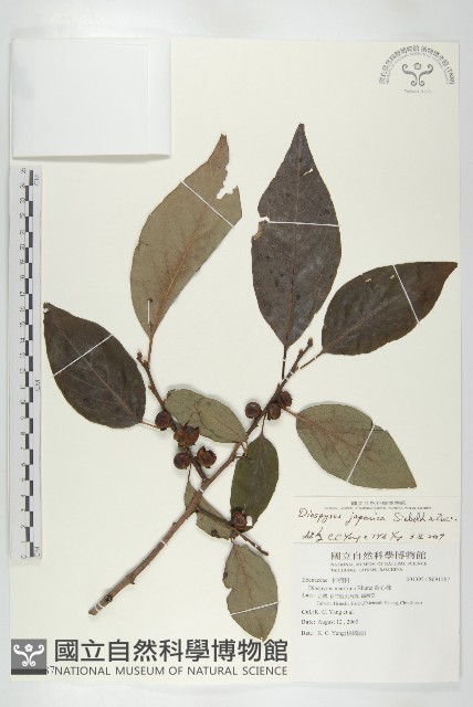 山柿, 山豆柿藏品圖，第1張