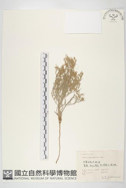 銀灰旋花藏品圖，第1張