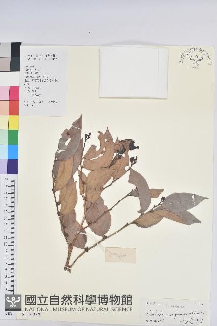 錫蘭饅頭果，香港饅頭果，大葉饅頭果，香港算盤子藏品圖，第1張