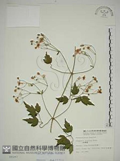 串鼻龍藏品圖，第1張