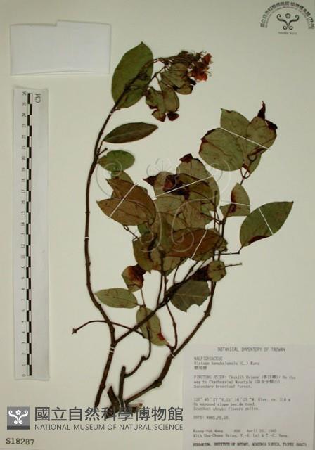 猿尾藤藏品圖，第1張