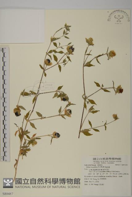 狗筋蔓藏品圖，第1張