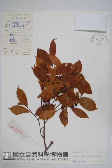 澄廣花藏品圖，第1張