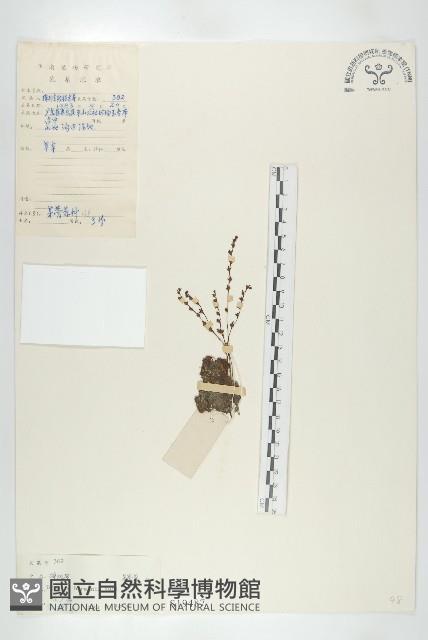 金錢草、錦地羅藏品圖，第1張