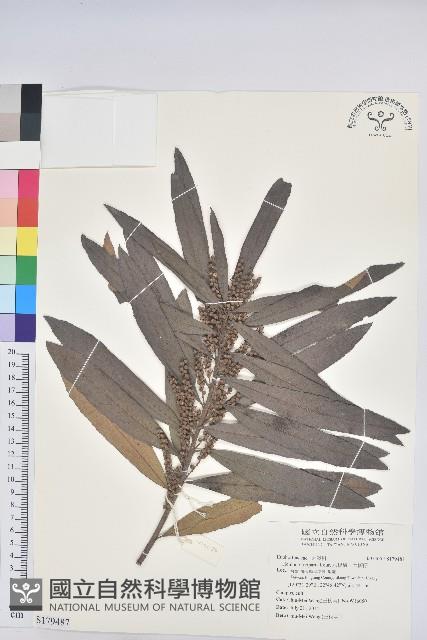 Riverside Homonia Collection Image