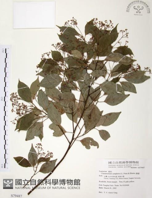 樟樹藏品圖，第1張