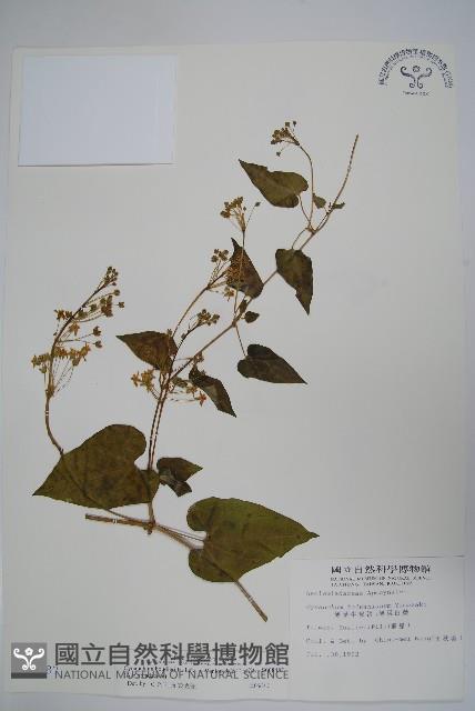 薄葉牛皮消藏品圖，第1張