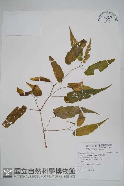 臺灣秋海棠藏品圖，第1張