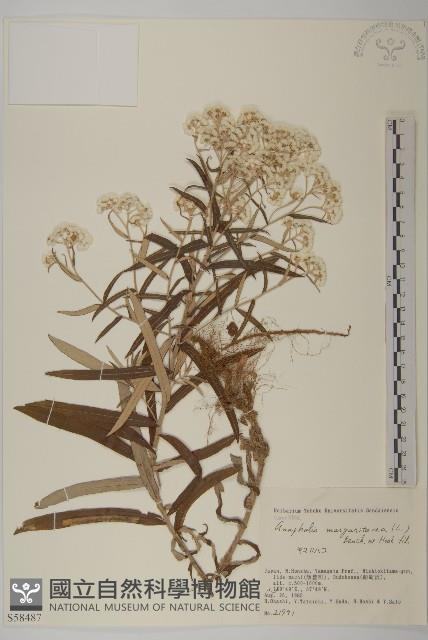 抱莖籟簫藏品圖，第1張