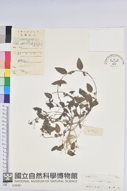 鐵莧菜藏品圖，第1張