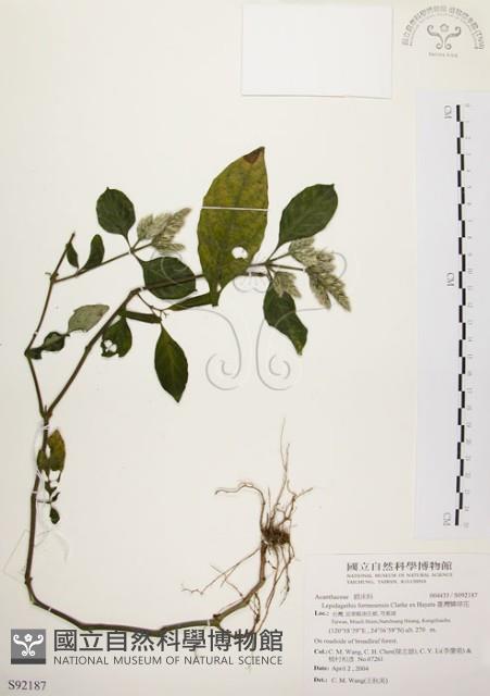 臺灣鱗球花藏品圖，第1張