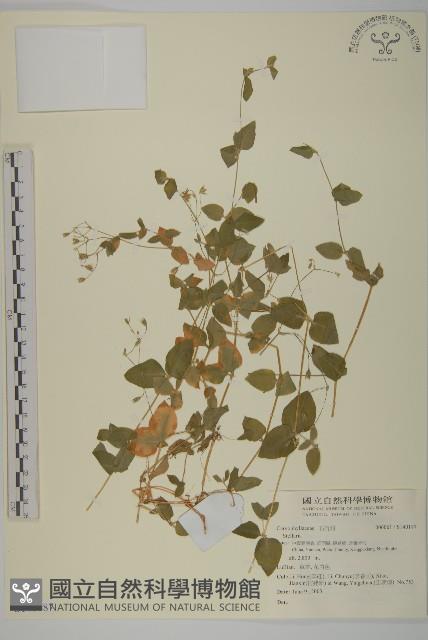 登錄號:S140187藏品圖，第1張