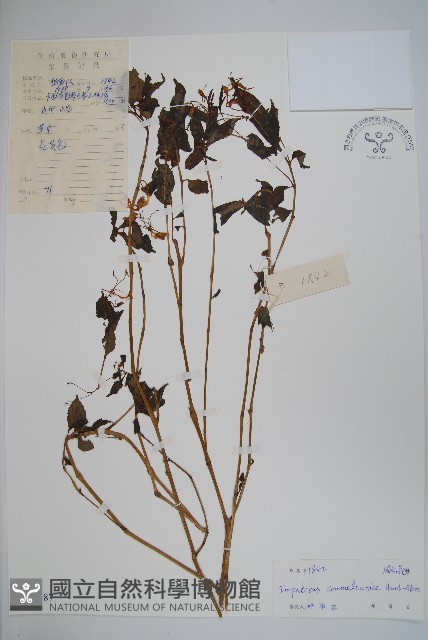 類鴨趾草鳳仙花藏品圖，第1張