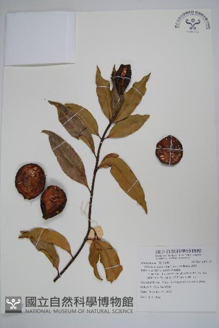 山橙藏品圖，第1張