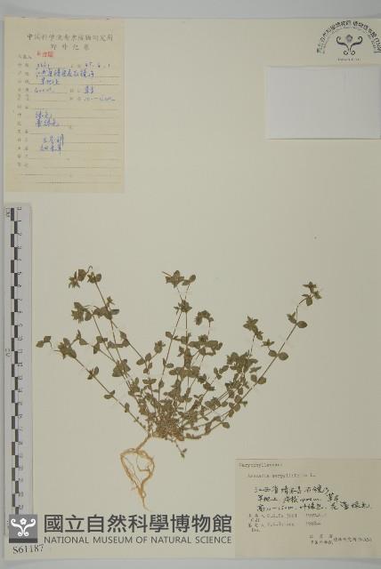 無心菜、鵝不食草藏品圖，第1張