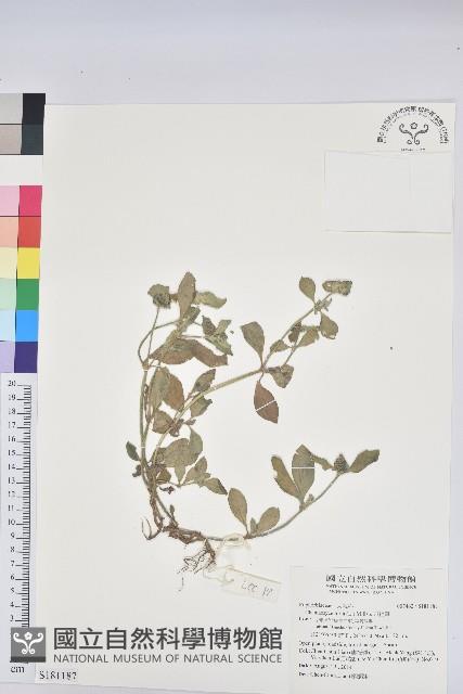 飛揚草藏品圖，第1張