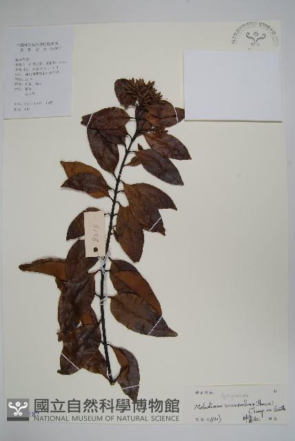 山橙藏品圖，第1張