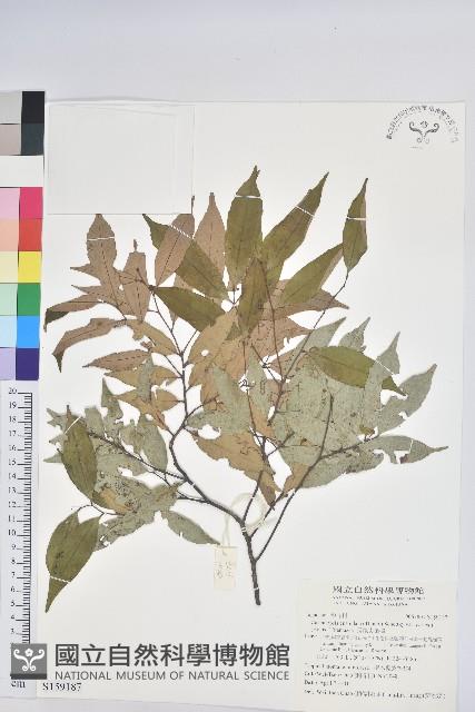 長尾尖葉櫧藏品圖，第1張