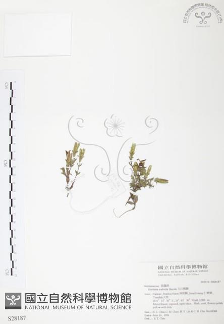 玉山龍膽藏品圖，第1張