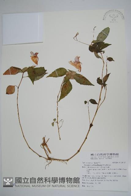 紫花鳳仙花藏品圖，第1張