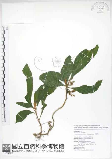 同蕊草、異色線柱苣苔藏品圖，第1張