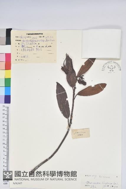 Accession Number:S040387 Collection Image