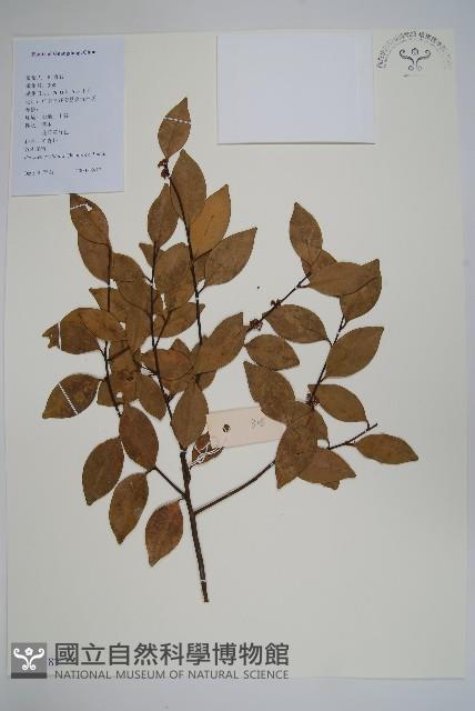 谷木葉冬青藏品圖，第1張