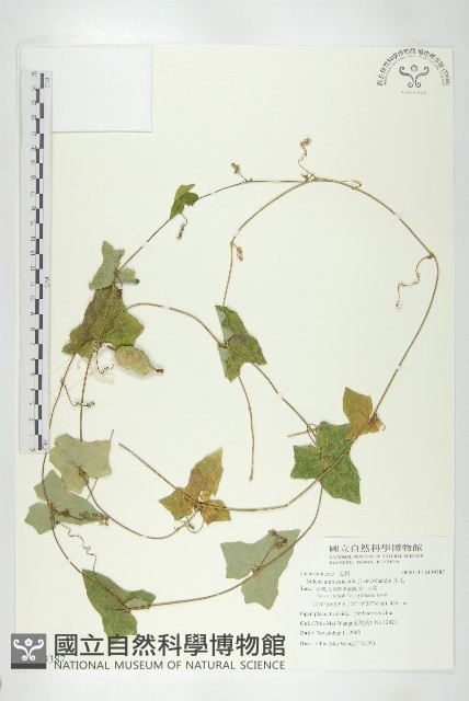 茅瓜藏品圖，第1張