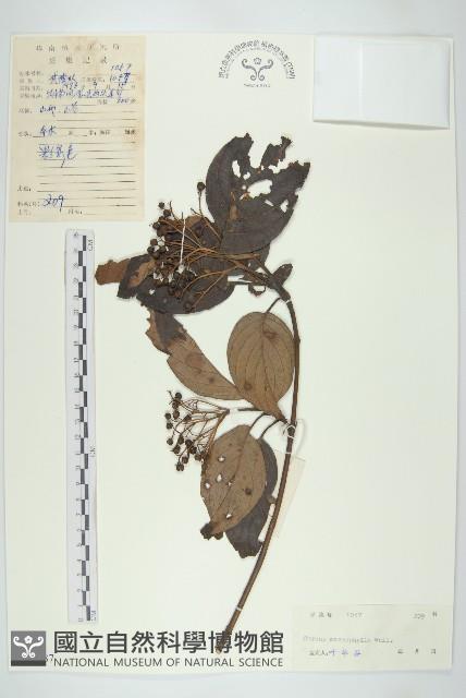 梜木藏品圖，第1張