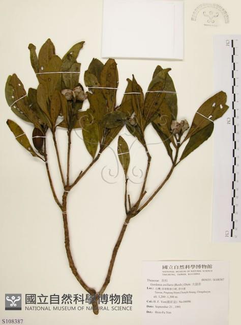 大頭茶藏品圖，第1張