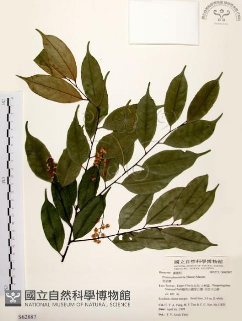 墨點櫻桃、黑星櫻藏品圖，第1張