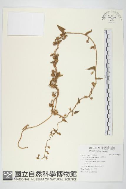 白花牽牛藏品圖，第1張