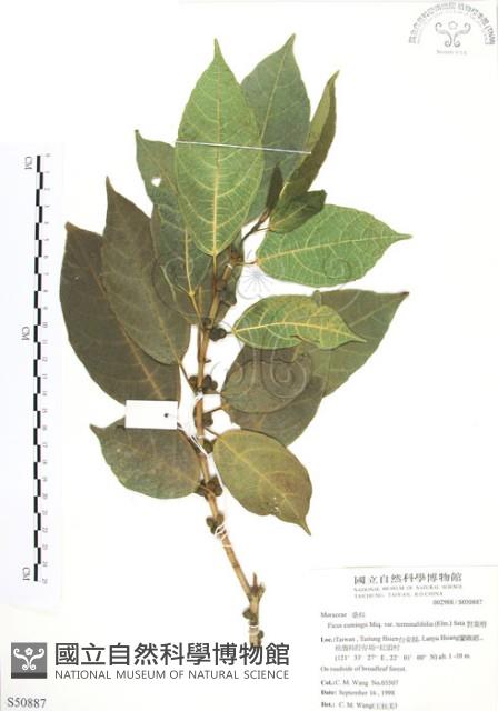 對葉榕藏品圖，第1張