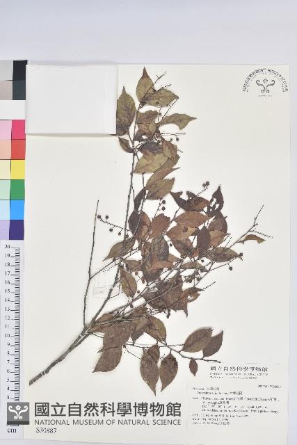 大葉越橘、來特氏越橘藏品圖，第1張