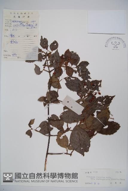 狹葉莢迷藏品圖，第1張