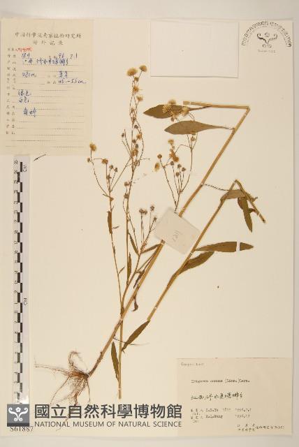 白頂飛蓬藏品圖，第1張