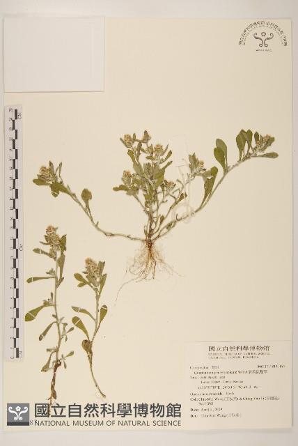 匙葉鼠麴草藏品圖，第1張