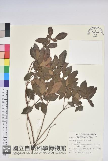 馬銀花藏品圖，第1張