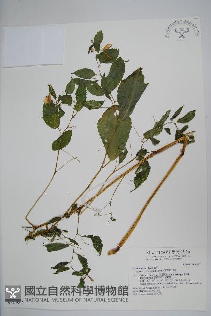 黃花鳳仙花藏品圖，第1張