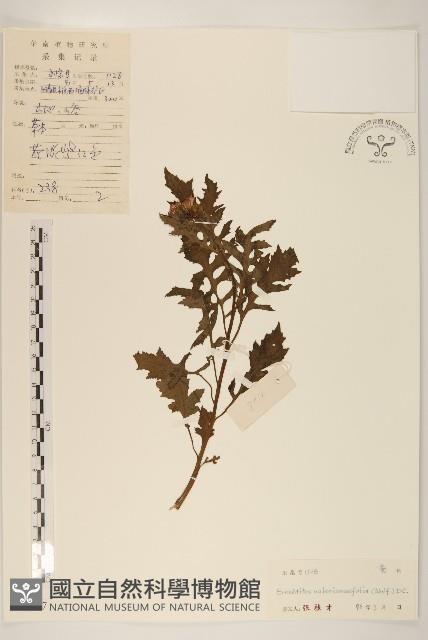 Accession Number:S040987 Collection Image, Figure 1, Total 3 Figures