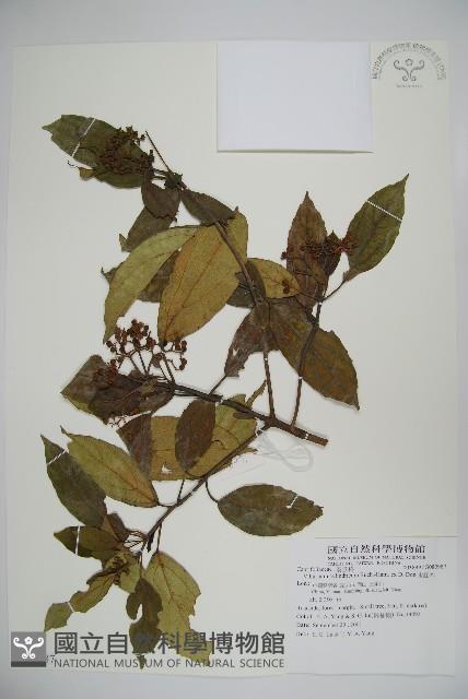 水紅木藏品圖，第1張