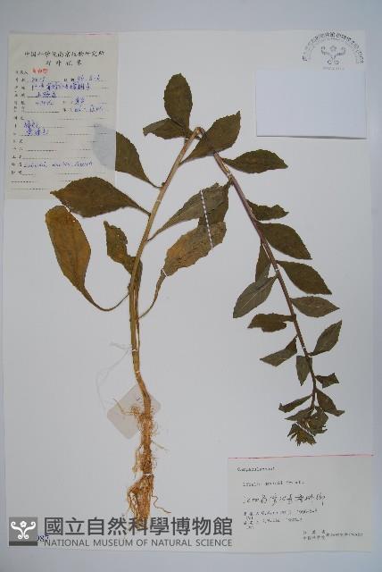 江南山梗菜藏品圖，第1張