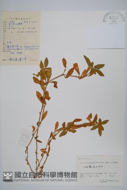 空心蓮子草藏品圖，第1張