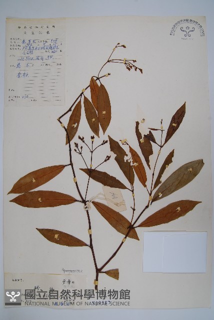小錦蘭藏品圖，第1張