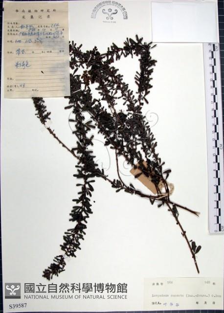Perennial lespedeza, Iron broom Collection Image