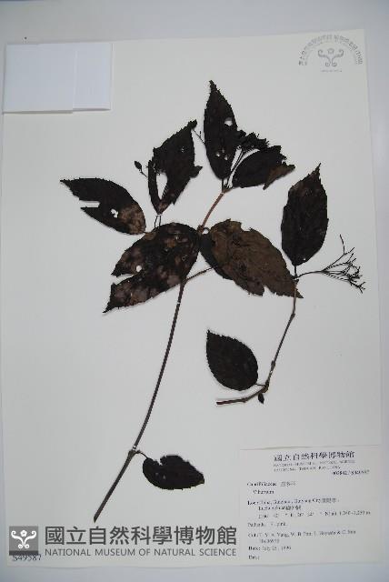 登錄號:S049587藏品圖，第1張